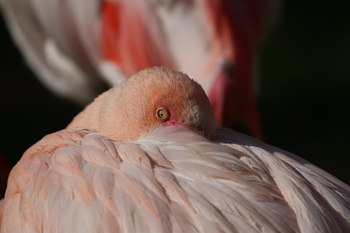 Flamingo1_1_von_1_